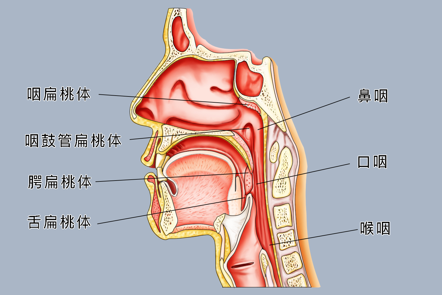 扁桃体在咽喉的哪个位置 | 百度健康·医学科普