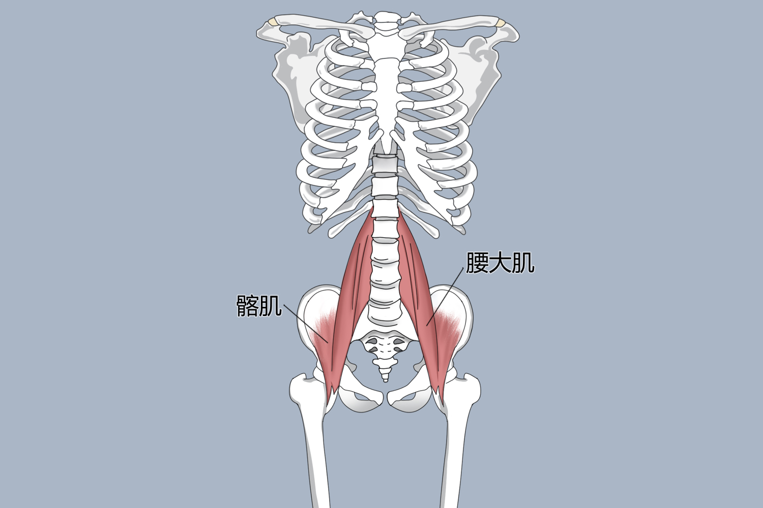 髂腰肌周围肌群图