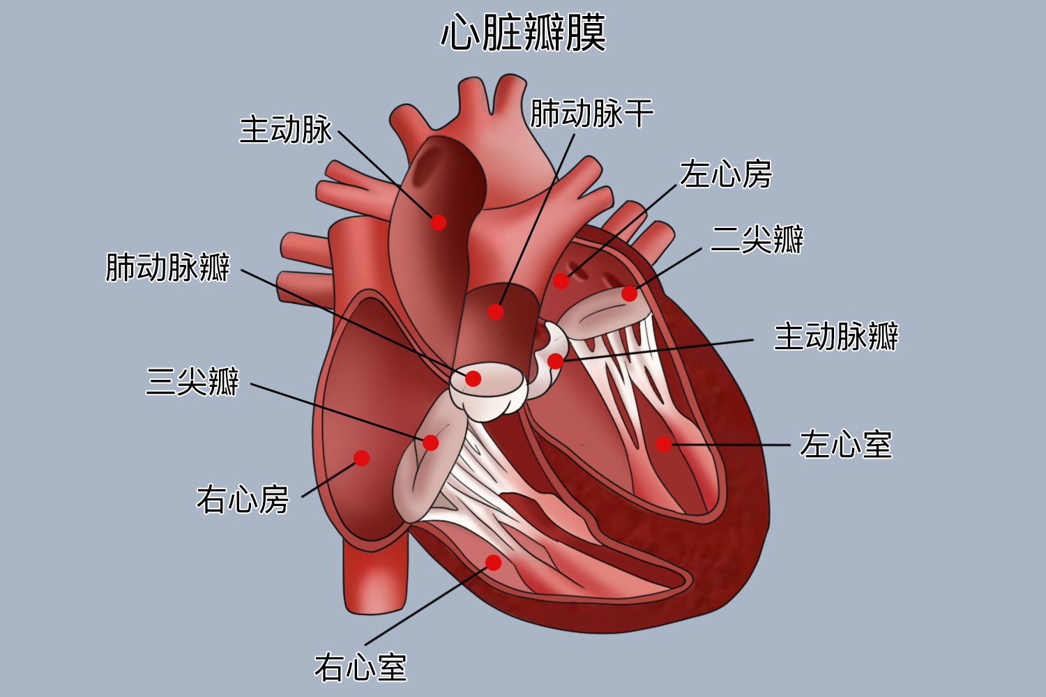 心腔及瓣膜结构图