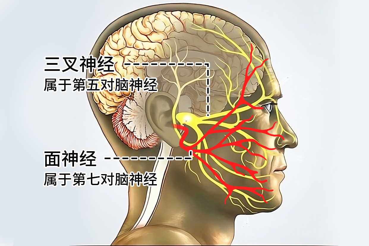 面神经和三叉神经位置 | 百度健康·医学科普