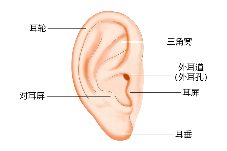 外耳结构图