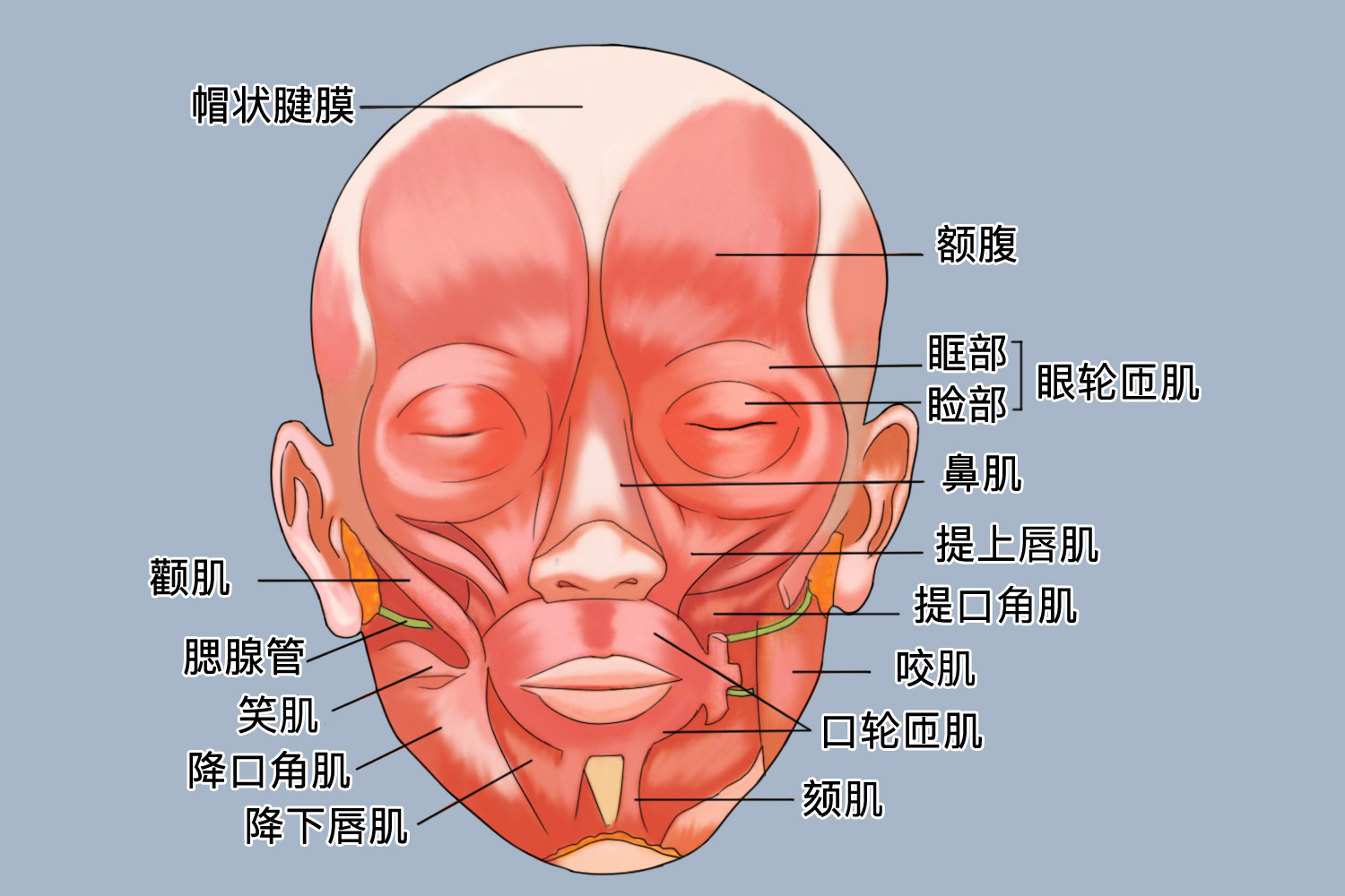 脸部的结构图解 | 百度健康·医学科普
