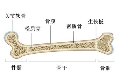 四肢长骨图解