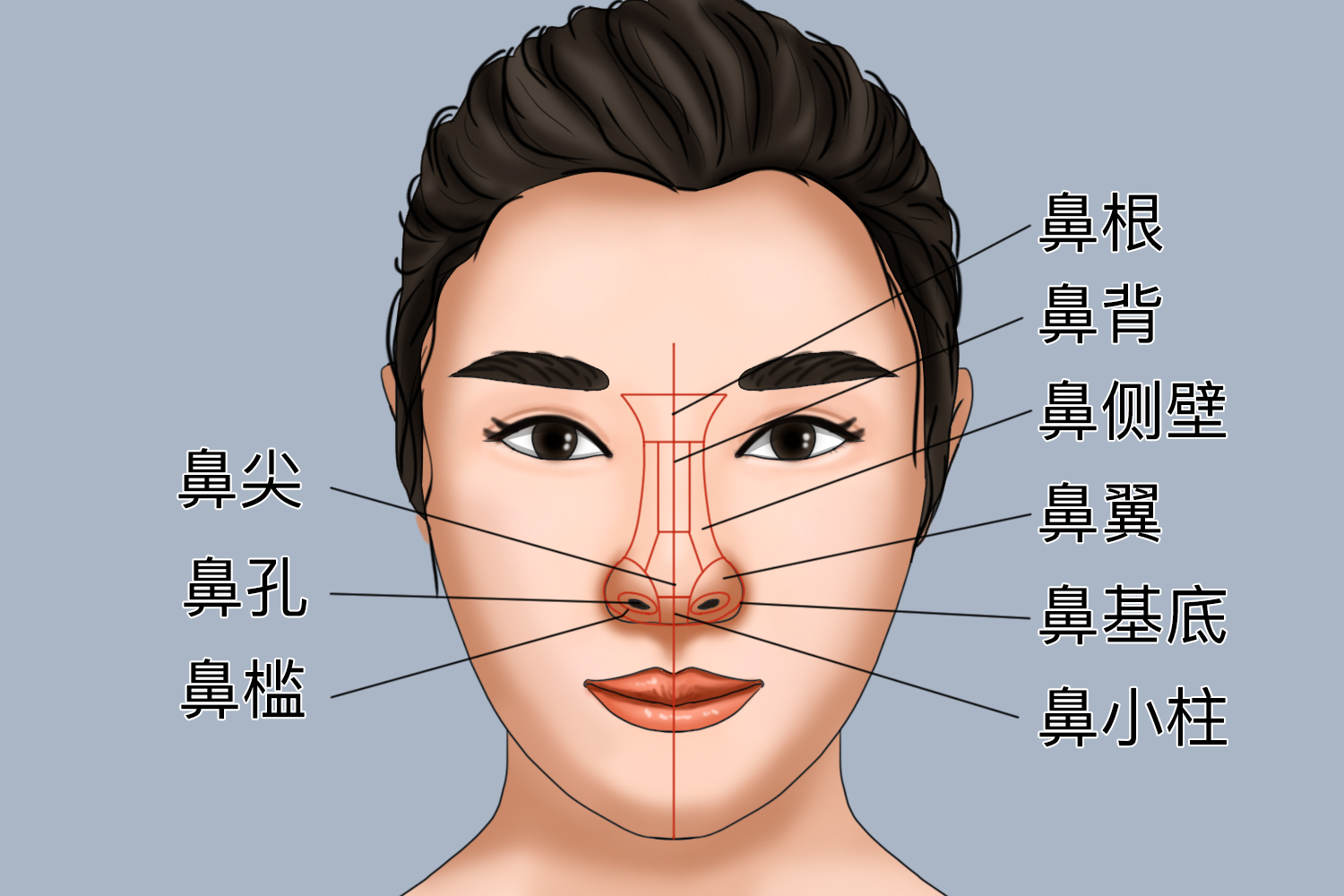 鼻子里面的部位名称图片 | 百度健康·医学科普
