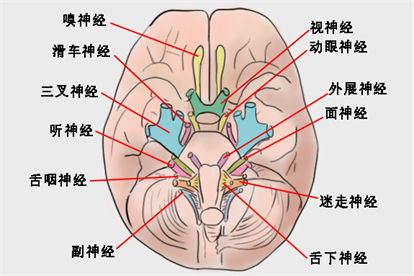 十二对颅神经解剖图 | 百度健康·医学科普