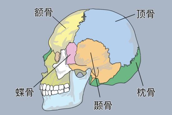 脑颅骨解剖图