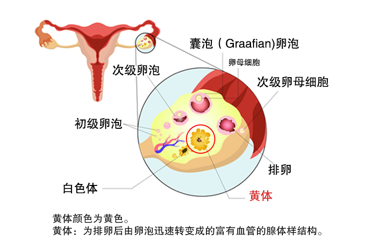 黄体是什么颜色的图片