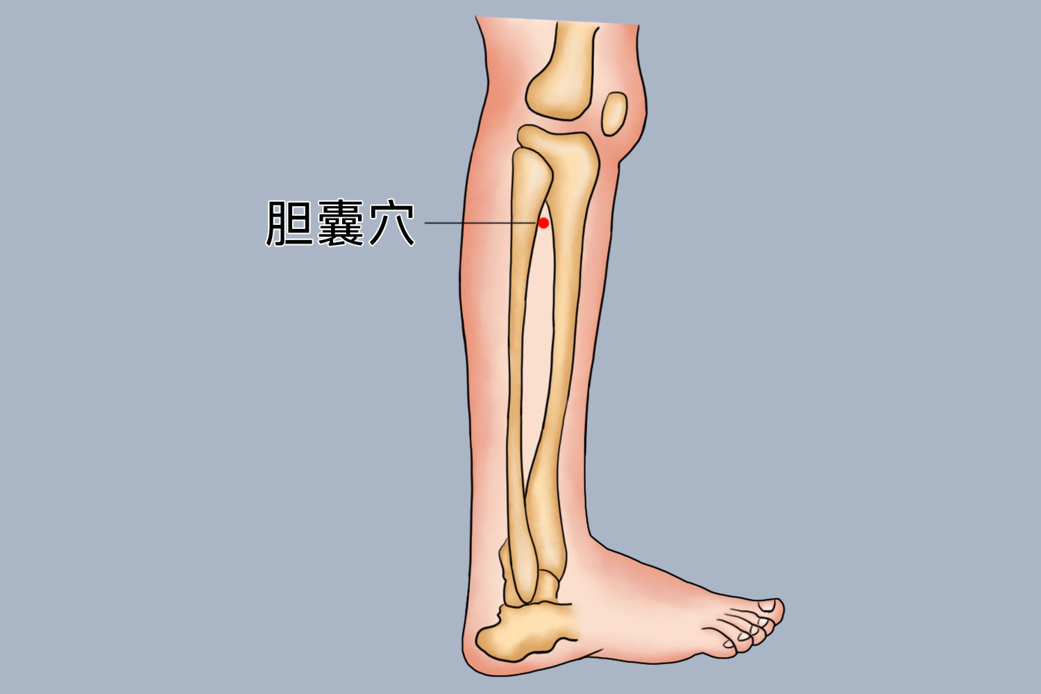 胆囊穴位置图