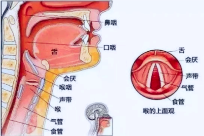 人体喉咙结构图片