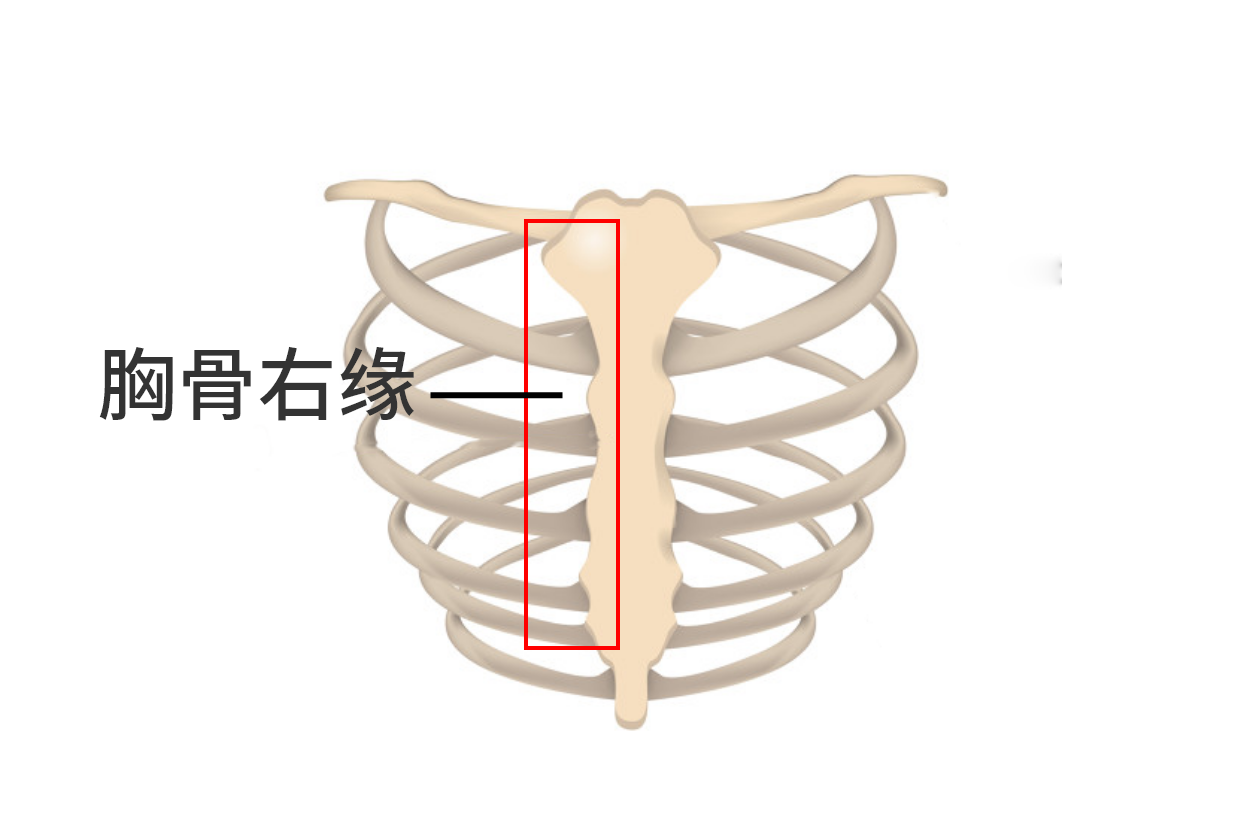 胸骨右缘图片
