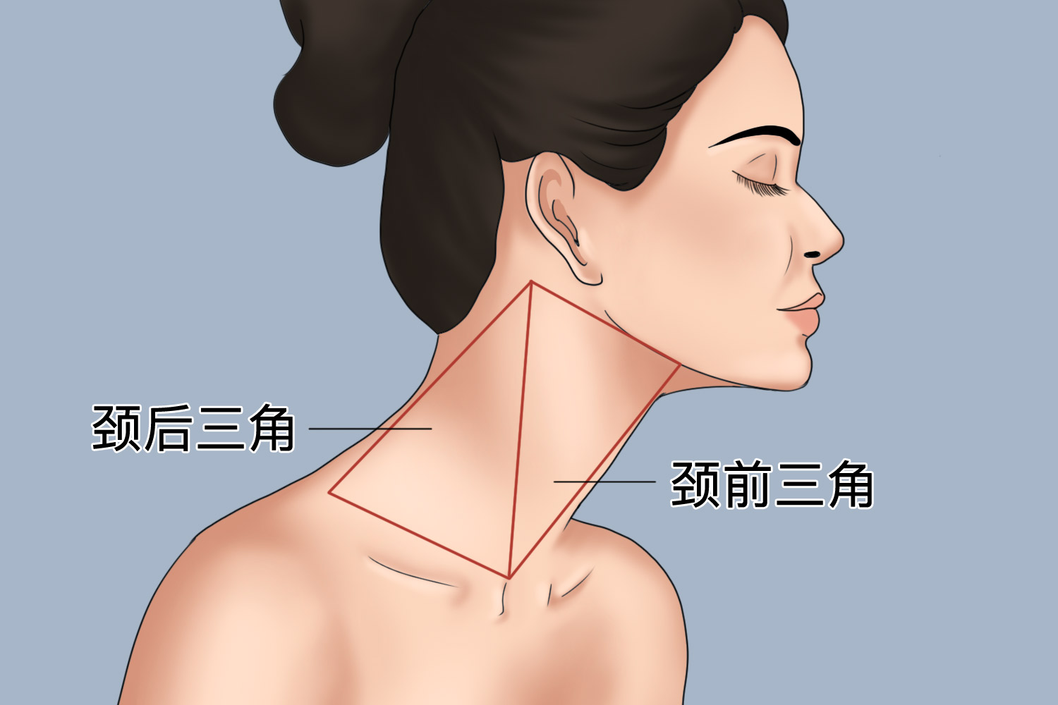 颈前三角和颈后三角区域图