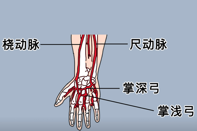 手腕血管分布图 | 百度健康·医学科普