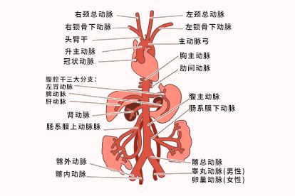 腹主动脉解剖图谱 | 百度健康·医学科普