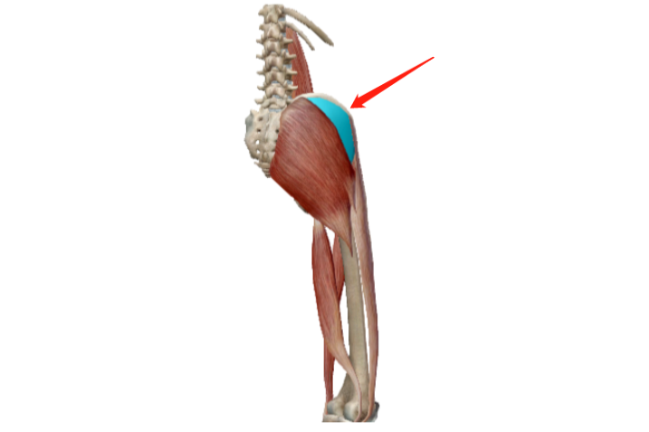 3、耻骨肌图片长收肌位于耻骨肌内侧，呈三角形。