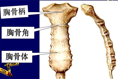 胸骨柄图片