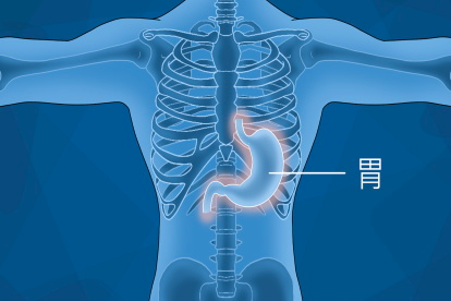 胃的位置图