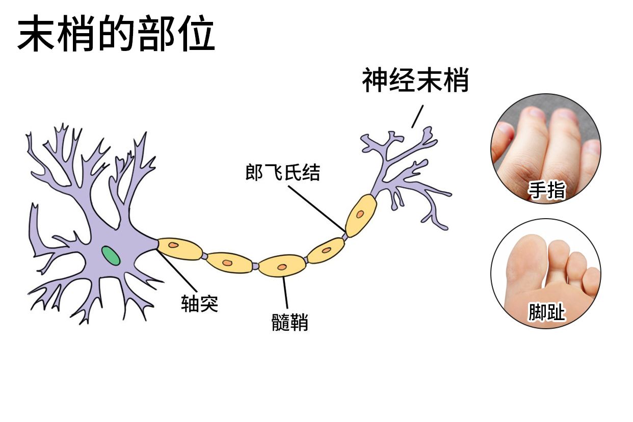 末梢是什么部位 | 百度健康·医学科普