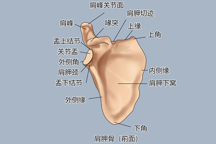 肩胛骨前面解剖结构图