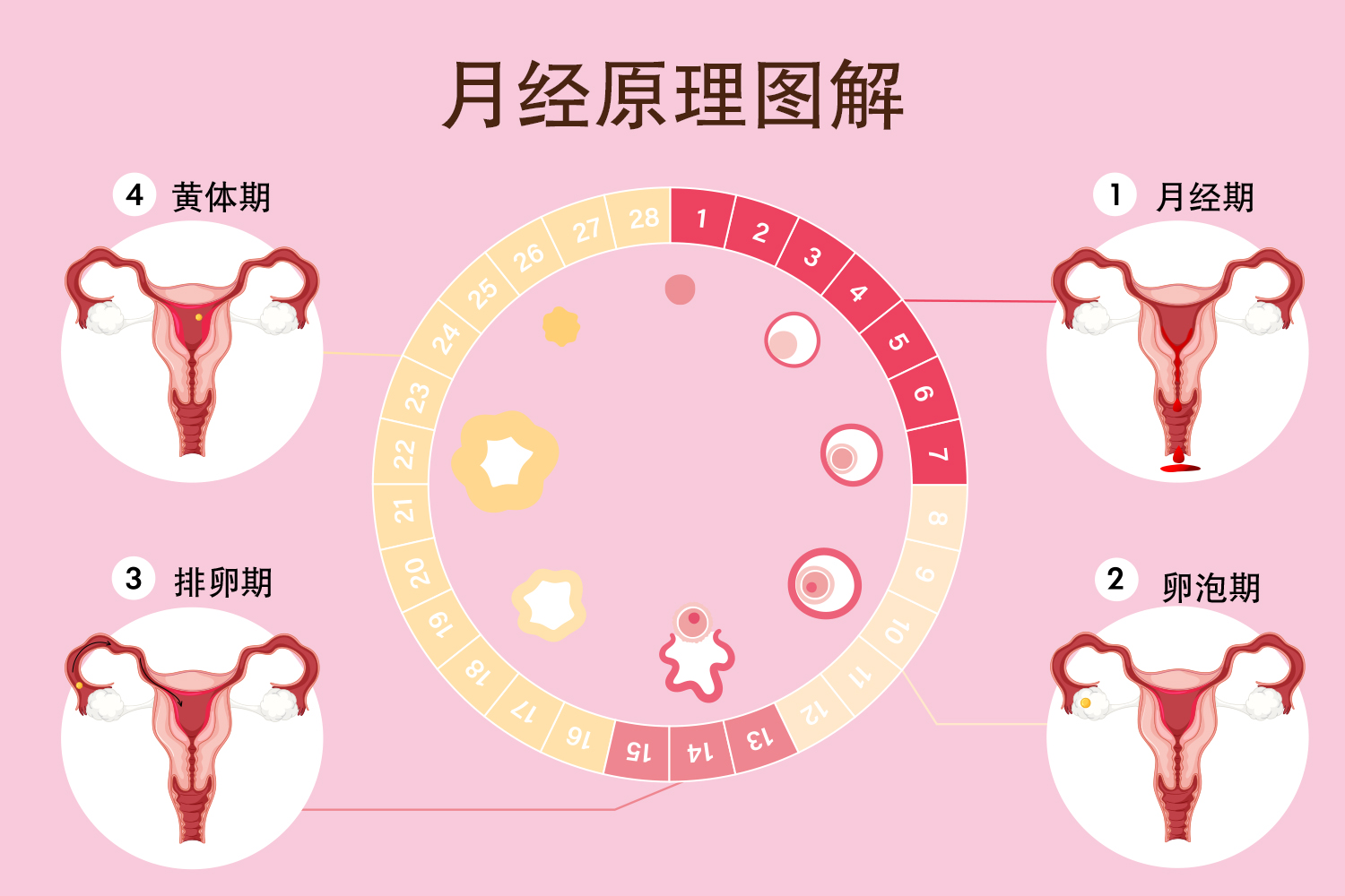 月经是怎么形成的图解