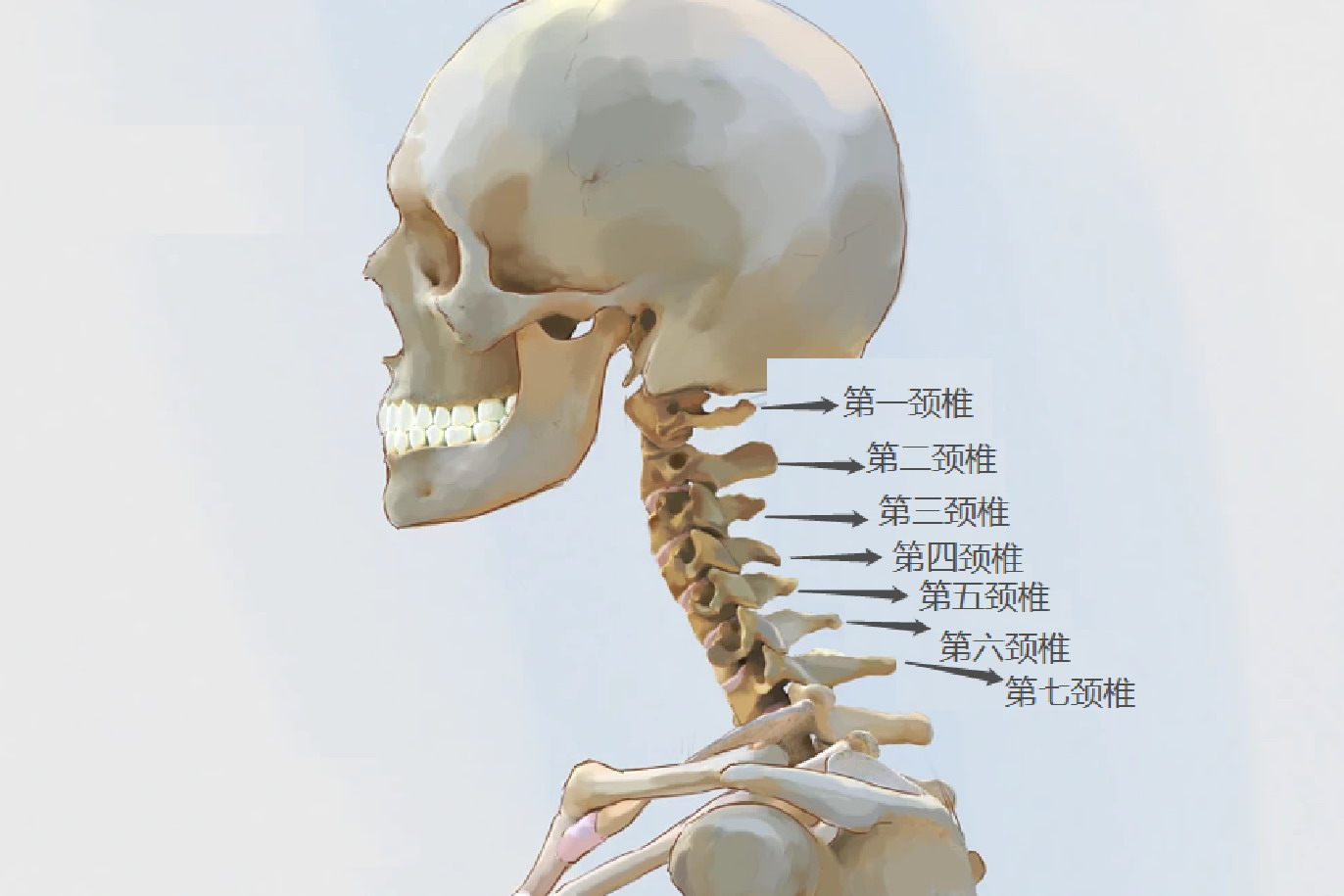 颈椎构造图片