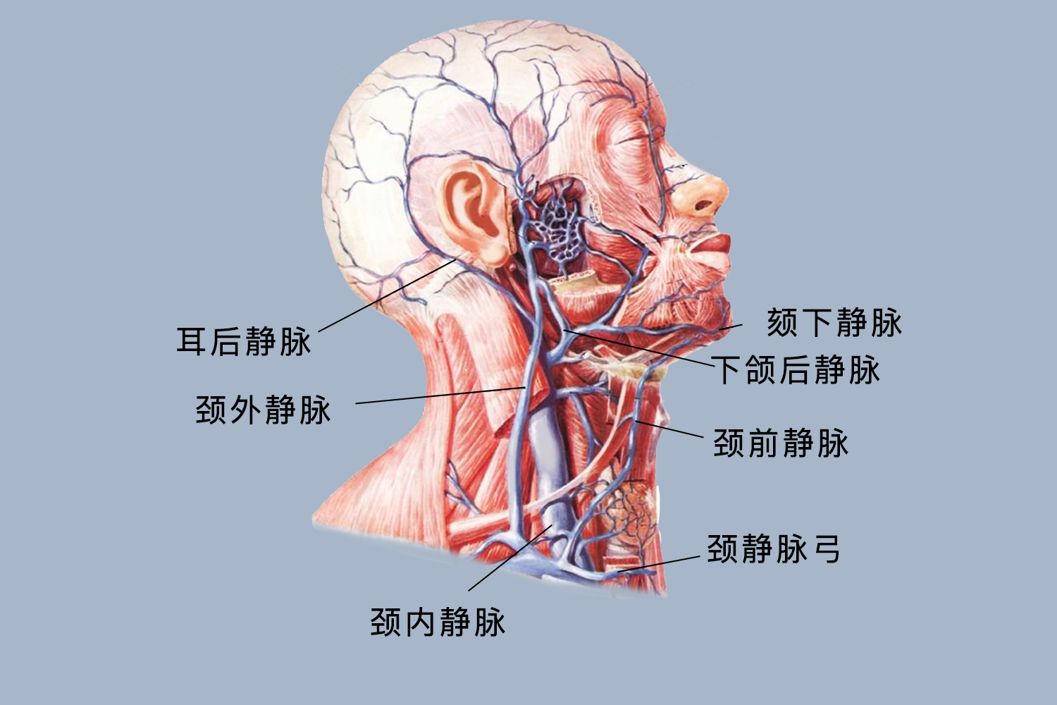 颈静脉图