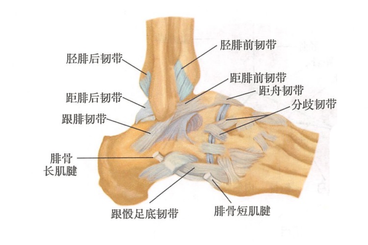 距腓后韧带位置示意图 | 百度健康·医学科普