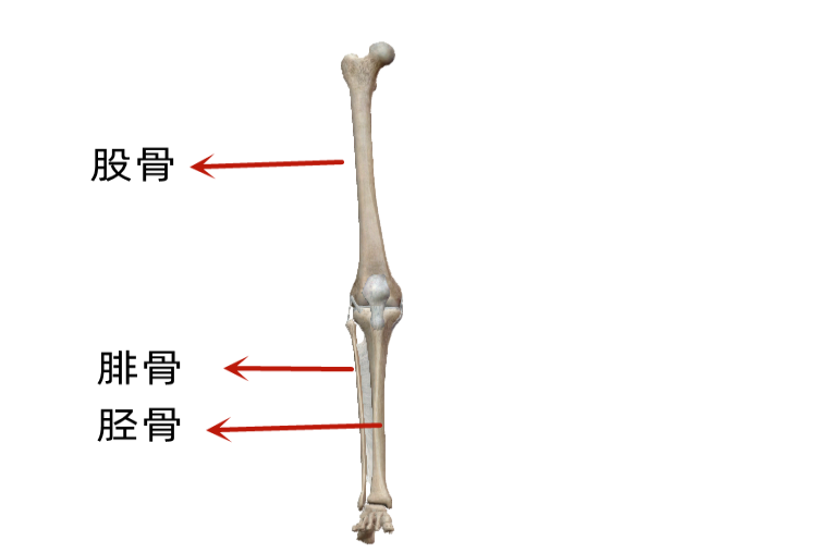下肢骨结构图