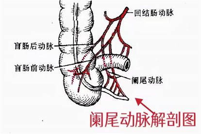 阑尾动脉解剖图