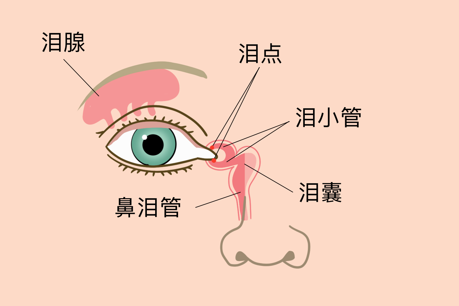 泪腺位置图