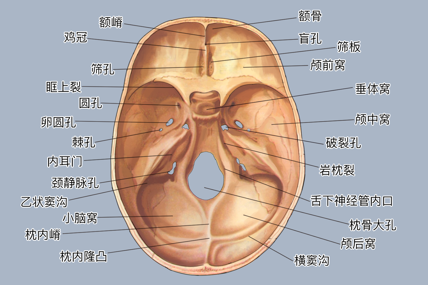 颅底内面解剖图