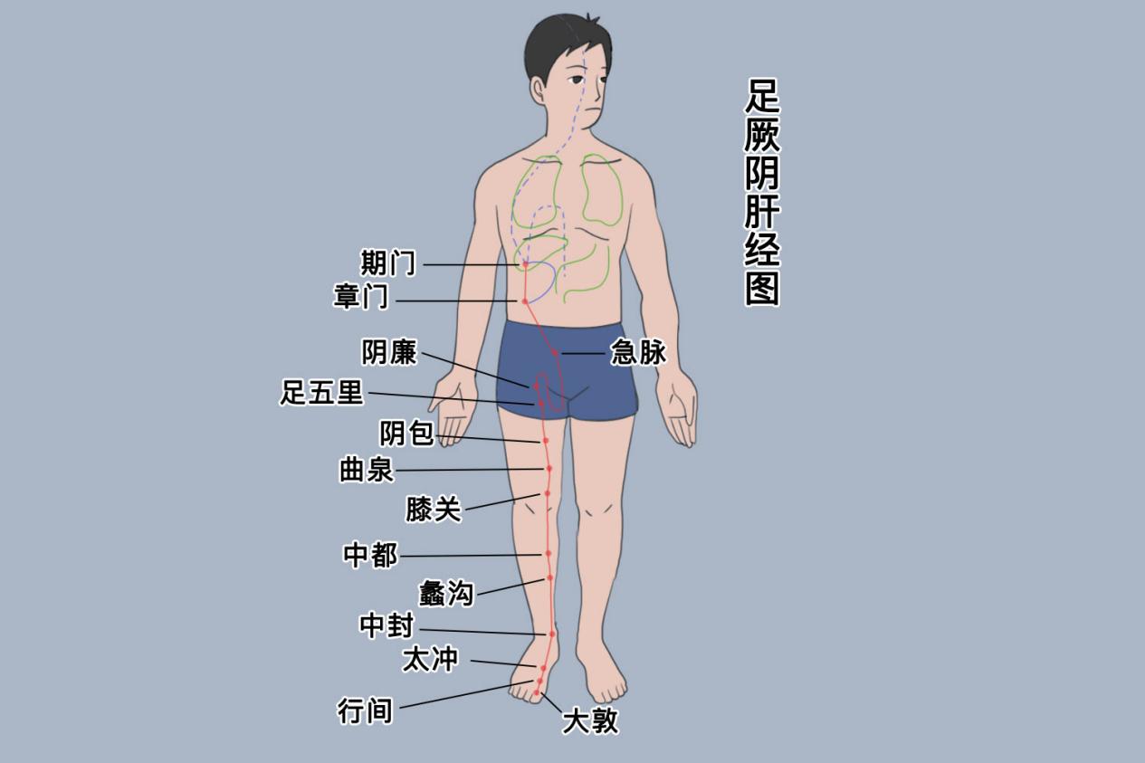 足厥阴肝经经络走向图