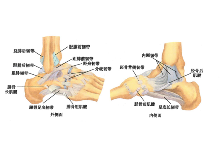 脚部韧带图