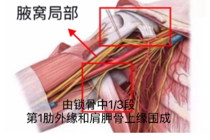 腋窝局部解剖示意图