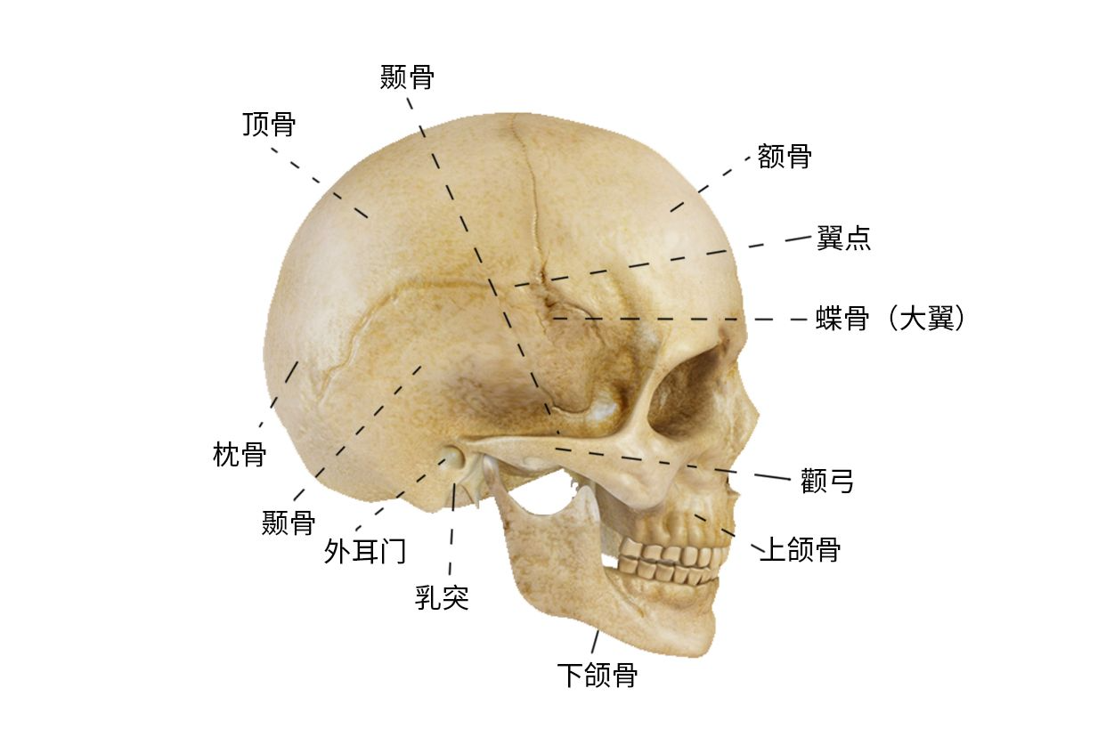 颅侧面观解剖图 | 百度健康·医学科普