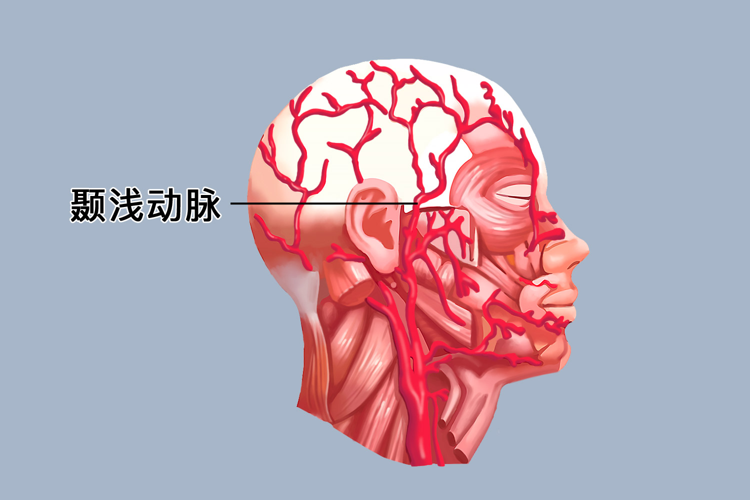 颞浅动脉的准确位置 | 百度健康·医学科普