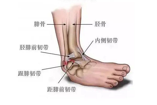 踝关节位置图片大全 | 百度健康·医学科普