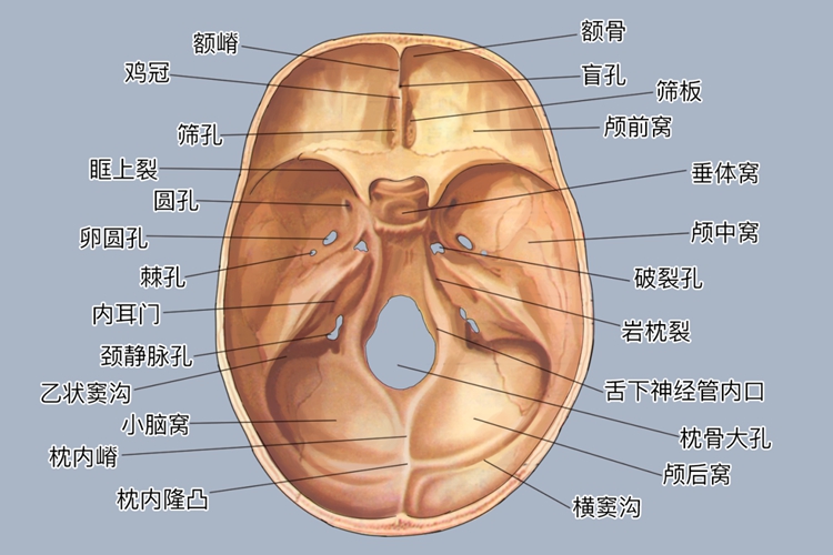 脑颅骨内面解剖图