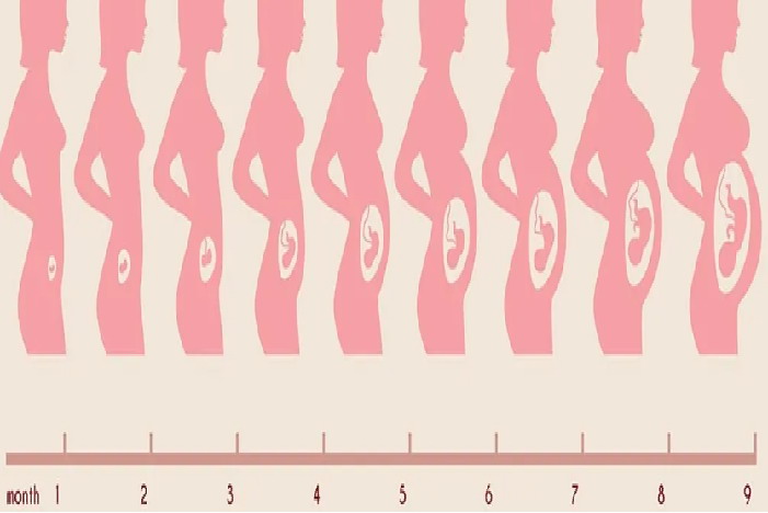 怀胎儿10个月变化图片 | 百度健康·医学科普