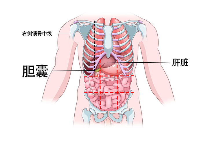 胆囊炎有哪些症状位置图 | 百度健康·医学科普