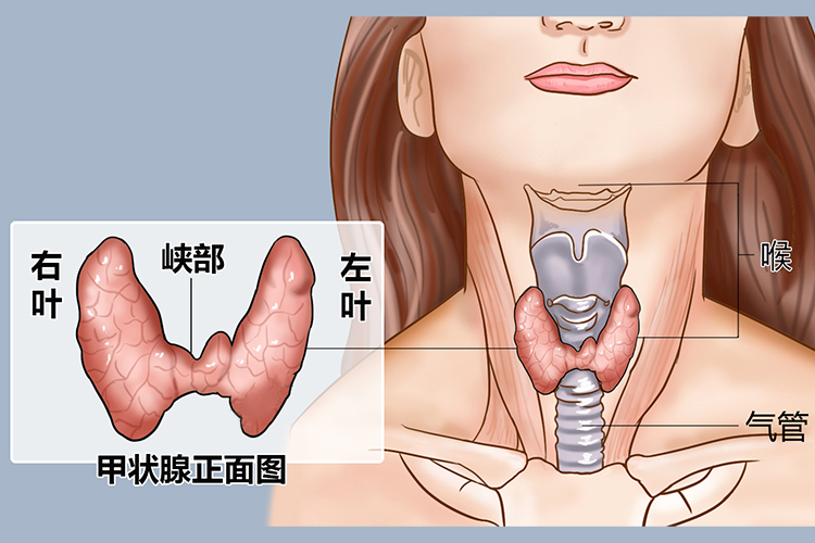 甲状腺与喉咙结构图