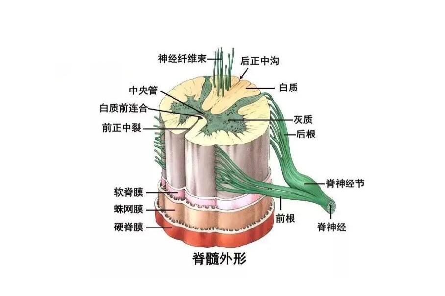 脊髓的解剖结构图片