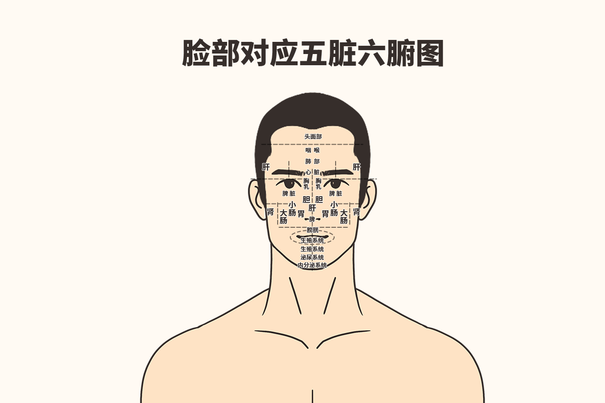 脸部对应的五脏六腑图