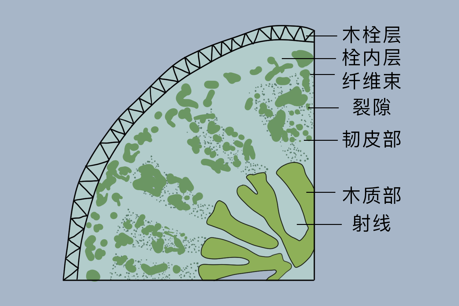 甘草根横切面组织简图 | 百度健康·医学科普