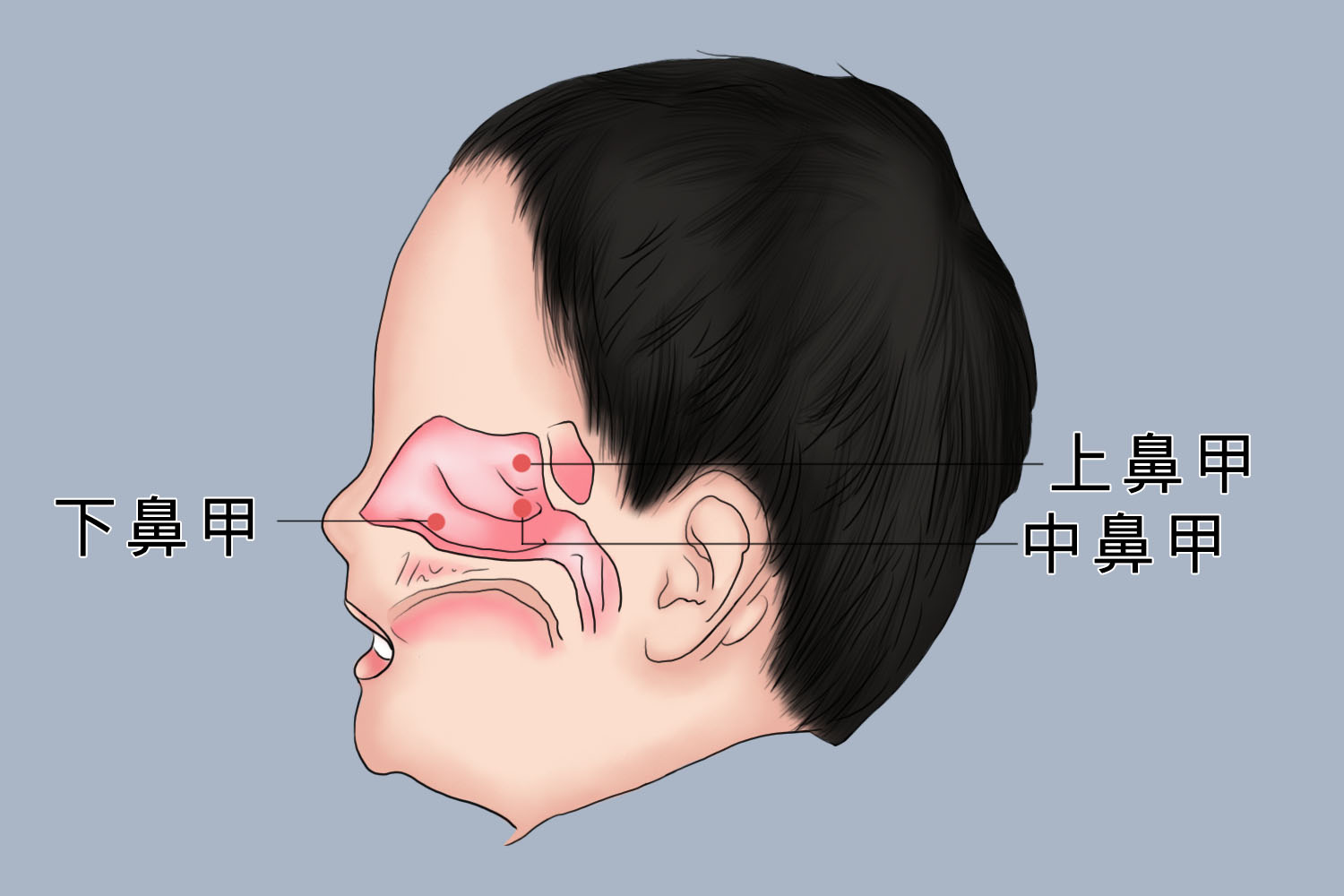 儿童正常鼻甲图