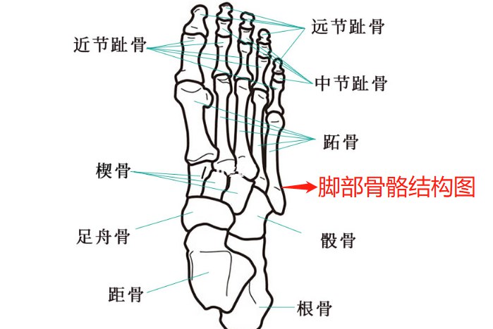 脚部骨骼结构图