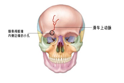 滑车上动脉的位置示意图