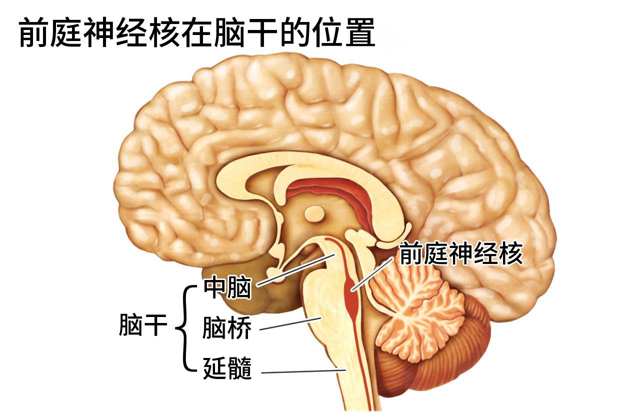 前庭神经核在脑干的什么位置图