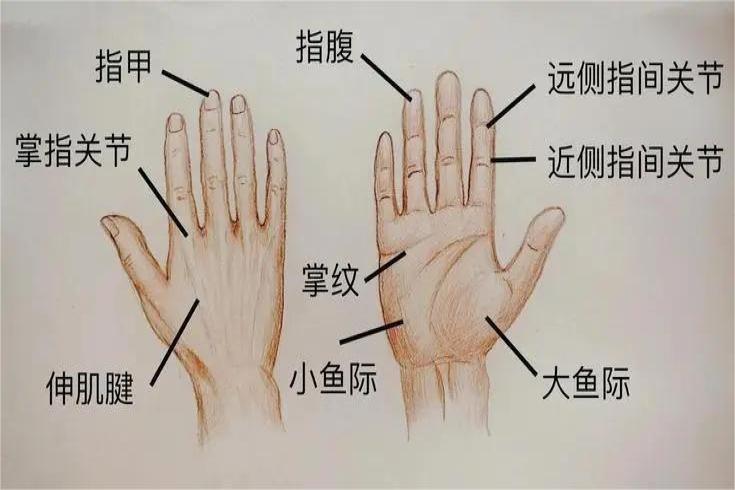 手掌名称: 手 解剖図 – QDHN