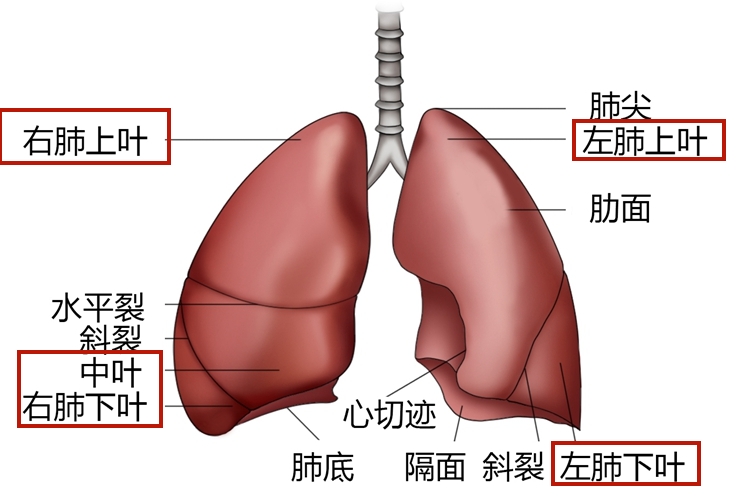 肺叶位置图