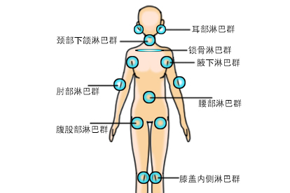 人体淋巴分布图